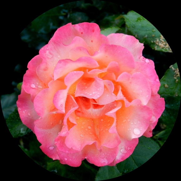 Meet your Posher, Pandy - Picture 1 of 1